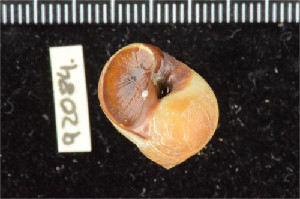  ( - ZMBN 92084)  @11 [ ] CreativeCommons - Attribution Non-Commercial Share-Alike (2014) Manuel A. E. Malaquias University of Bergen, Natural History Collections