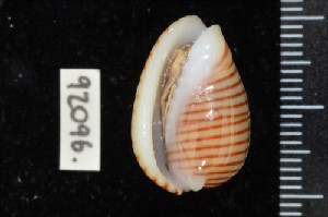  ( - ZMBN 92096)  @11 [ ] CreativeCommons - Attribution Non-Commercial Share-Alike (2014) Manuel A. E. Malaquias University of Bergen, Natural History Collections