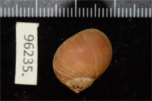  ( - ZMBN 96235)  @11 [ ] CreativeCommons - Attribution Non-Commercial Share-Alike (2014) Manuel A. E. Malaquias University of Bergen, Natural History Collections