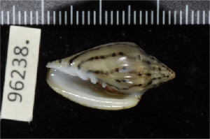  ( - ZMBN 96238)  @11 [ ] CreativeCommons - Attribution Non-Commercial Share-Alike (2014) Manuel A. E. Malaquias University of Bergen, Natural History Collections