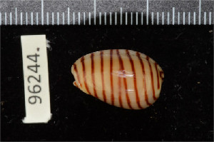  ( - ZMBN 96244)  @11 [ ] CreativeCommons - Attribution Non-Commercial Share-Alike (2014) Manuel A. E. Malaquias University of Bergen, Natural History Collections