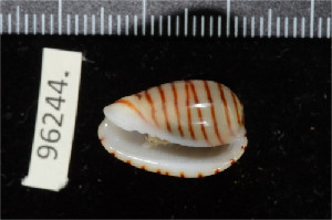  ( - ZMBN 96244)  @11 [ ] CreativeCommons - Attribution Non-Commercial Share-Alike (2014) Manuel A. E. Malaquias University of Bergen, Natural History Collections