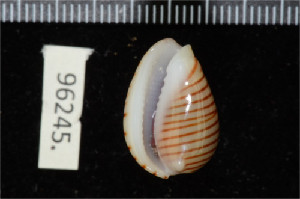  ( - ZMBN 96245)  @11 [ ] CreativeCommons - Attribution Non-Commercial Share-Alike (2014) Manuel A. E. Malaquias University of Bergen, Natural History Collections