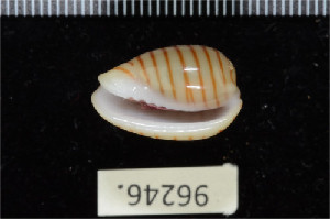  ( - ZMBN 96246)  @11 [ ] CreativeCommons - Attribution Non-Commercial Share-Alike (2014) Manuel A. E. Malaquias University of Bergen, Natural History Collections