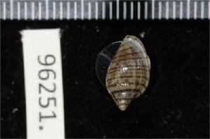  (Marginella marimba - ZMBN 96251)  @11 [ ] CreativeCommons - Attribution Non-Commercial Share-Alike (2014) Manuel A. E. Malaquias University of Bergen, Natural History Collections