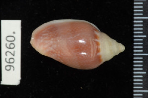  (Marginella irrorata - ZMBN 96260)  @11 [ ] CreativeCommons - Attribution Non-Commercial Share-Alike (2014) Manuel A. E. Malaquias University of Bergen, Natural History Collections