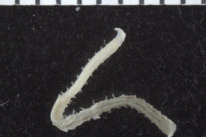  ( - MIWA_Magelonidae09)  @11 [ ] CreativeCommons - Attribution Non-Commercial Share-Alike (2016) University of Bergen University of Bergen, Natural History Collections