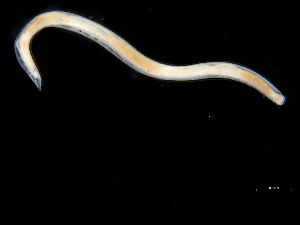  (Ophelina sp. Ab - UMBergen_MBOWA_opheli01)  @11 [ ] CreativeCommons - Attribution Non-Commercial Share-Alike (2013) Natural History Collections, University of Bergen University of Bergen, Natural History Collections