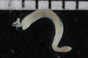  ( - ZMBN_106930)  @11 [ ] CreativeCommons - Attribution Non-Commercial Share-Alike (2016) University of Bergen University of Bergen, Natural History Collections