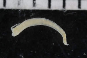  ( - ZMBN_106931)  @11 [ ] CreativeCommons - Attribution Non-Commercial Share-Alike (2016) University of Bergen University of Bergen, Natural History Collections