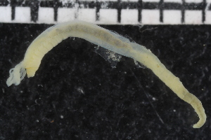  ( - ZMBN_106932)  @11 [ ] CreativeCommons - Attribution Non-Commercial Share-Alike (2016) University of Bergen University of Bergen, Natural History Collections