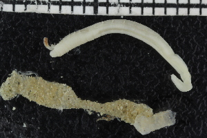  ( - ZMBN_106933)  @11 [ ] CreativeCommons - Attribution Non-Commercial Share-Alike (2016) University of Bergen University of Bergen, Natural History Collections