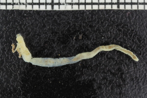  ( - ZMBN_106935)  @11 [ ] CreativeCommons - Attribution Non-Commercial Share-Alike (2016) University of Bergen University of Bergen, Natural History Collections