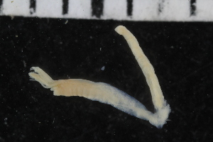  ( - ZMBN_106938)  @11 [ ] CreativeCommons - Attribution Non-Commercial Share-Alike (2016) University of Bergen University of Bergen, Natural History Collections