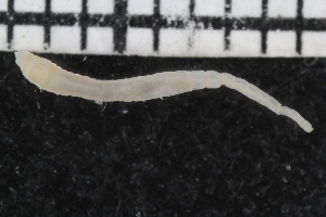  ( - ZMBN_106939)  @11 [ ] CreativeCommons - Attribution Non-Commercial Share-Alike (2016) University of Bergen University of Bergen, Natural History Collections