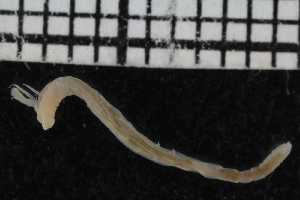  ( - ZMBN_106941)  @11 [ ] CreativeCommons - Attribution Non-Commercial Share-Alike (2016) University of Bergen University of Bergen, Natural History Collections