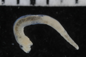  ( - ZMBN_106942)  @11 [ ] CreativeCommons - Attribution Non-Commercial Share-Alike (2016) University of Bergen University of Bergen, Natural History Collections