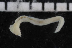  ( - ZMBN_106943)  @11 [ ] CreativeCommons - Attribution Non-Commercial Share-Alike (2016) University of Bergen University of Bergen, Natural History Collections