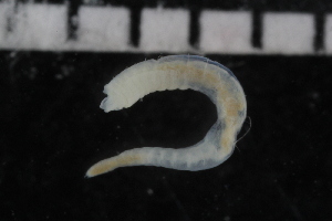  ( - ZMBN_106945)  @11 [ ] CreativeCommons - Attribution Non-Commercial Share-Alike (2016) University of Bergen University of Bergen, Natural History Collections