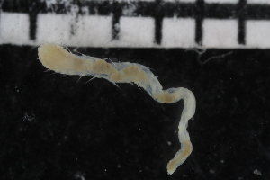  ( - ZMBN_106946)  @11 [ ] CreativeCommons - Attribution Non-Commercial Share-Alike (2016) University of Bergen University of Bergen, Natural History Collections