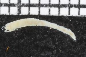  (Ampharete sp. WA1 - ZMBN_106970)  @11 [ ] CreativeCommons - Attribution Non-Commercial Share-Alike (2016) University of Bergen University of Bergen, Natural History Collections
