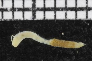  (Ampharete sp. WA10 - ZMBN_106974)  @11 [ ] CreativeCommons - Attribution Non-Commercial Share-Alike (2016) University of Bergen University of Bergen, Natural History Collections