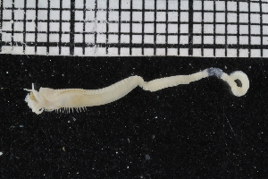  ( - ZMBN_107037)  @11 [ ] CreativeCommons - Attribution Non-Commercial Share-Alike (2016) University of Bergen University of Bergen, Natural History Collections