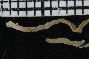  (Isolda - ZMBN_107039)  @11 [ ] CreativeCommons - Attribution Non-Commercial Share-Alike (2016) University of Bergen University of Bergen, Natural History Collections
