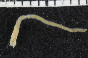  ( - ZMBN_107049)  @11 [ ] CreativeCommons - Attribution Non-Commercial Share-Alike (2016) University of Bergen University of Bergen, Natural History Collections