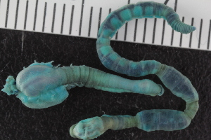  (Lysilla sp. MHL1 - ZMBN_107051)  @11 [ ] CreativeCommons - Attribution Non-Commercial Share-Alike (2016) University of Bergen University of Bergen, Natural History Collections