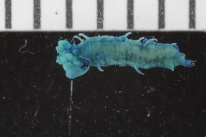  ( - ZMBN_107053)  @11 [ ] CreativeCommons - Attribution Non-Commercial Share-Alike (2016) University of Bergen University of Bergen, Natural History Collections