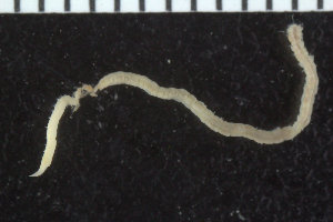  ( - ZMBN_107324)  @11 [ ] CreativeCommons - Attribution Non-Commercial Share-Alike (2016) University of Bergen University of Bergen, Natural History Collections