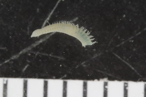  ( - ZMBN_107966)  @11 [ ] CreativeCommons - Attribution Non-Commercial Share-Alike (2017) University of Bergen Natural History Collections