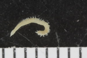  ( - ZMBN_107967)  @11 [ ] CreativeCommons - Attribution Non-Commercial Share-Alike (2017) University of Bergen Natural History Collections