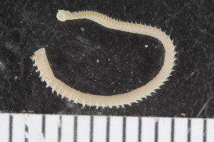  ( - ZMBN_107978)  @11 [ ] CreativeCommons - Attribution Non-Commercial Share-Alike (2017) University of Bergen Natural History Collections