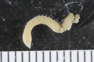  ( - ZMBN_107993)  @11 [ ] CreativeCommons - Attribution Non-Commercial Share-Alike (2017) University of Bergen Natural History Collections