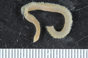  ( - ZMBN_107994)  @11 [ ] CreativeCommons - Attribution Non-Commercial Share-Alike (2017) University of Bergen Natural History Collections