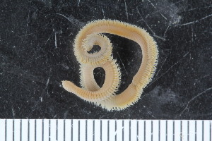  ( - ZMBN_107995)  @11 [ ] CreativeCommons - Attribution Non-Commercial Share-Alike (2017) University of Bergen Natural History Collections