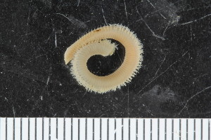  ( - ZMBN_107996)  @11 [ ] CreativeCommons - Attribution Non-Commercial Share-Alike (2017) University of Bergen Natural History Collections