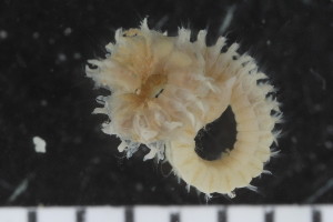  ( - ZMBN_107998)  @11 [ ] CreativeCommons - Attribution Non-Commercial Share-Alike (2017) University of Bergen Natural History Collections
