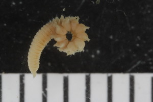  ( - ZMBN_107999)  @11 [ ] CreativeCommons - Attribution Non-Commercial Share-Alike (2017) University of Bergen Natural History Collections