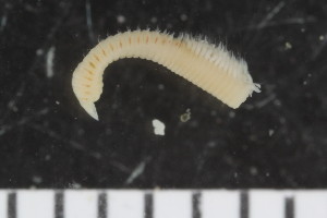  ( - ZMBN_108001)  @11 [ ] CreativeCommons - Attribution Non-Commercial Share-Alike (2017) University of Bergen Natural History Collections