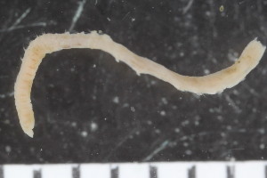  ( - ZMBN_108002)  @11 [ ] CreativeCommons - Attribution Non-Commercial Share-Alike (2017) University of Bergen Natural History Collections