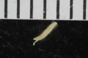  ( - ZMBN_108003)  @11 [ ] CreativeCommons - Attribution Non-Commercial Share-Alike (2017) University of Bergen Natural History Collections