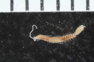  ( - ZMBN_108005)  @11 [ ] CreativeCommons - Attribution Non-Commercial Share-Alike (2017) University of Bergen Natural History Collections