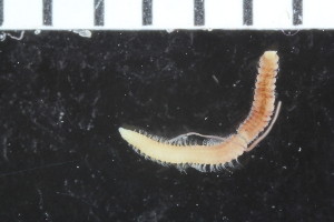  ( - ZMBN_108006)  @11 [ ] CreativeCommons - Attribution Non-Commercial Share-Alike (2017) University of Bergen Natural History Collections