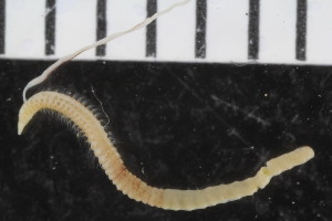  ( - ZMBN_108007)  @11 [ ] CreativeCommons - Attribution Non-Commercial Share-Alike (2017) University of Bergen Natural History Collections