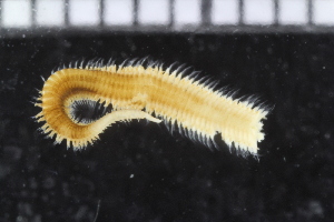  (Glycinde kameruniana - ZMBN_115901)  @11 [ ] CreativeCommons - Attribution Non-Commercial Share-Alike (2017) University of Bergen Natural History Collections