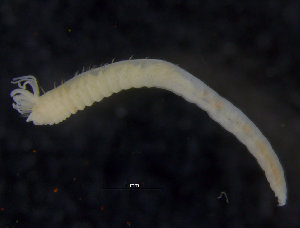  ( - ZMBN_98164)  @13 [ ] CreativeCommons - Attribution Non-Commercial Share-Alike (2015) University of Bergen University of Bergen, Natural History Collections