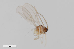  (Peromyia subbicolor - ZFMK-TIS-2527204)  @11 [ ] CreativeCommons  Attribution Share-Alike (by-sa) 4.0  Unspecified Zoologisches Forschungsmuseum Alexander Koenig